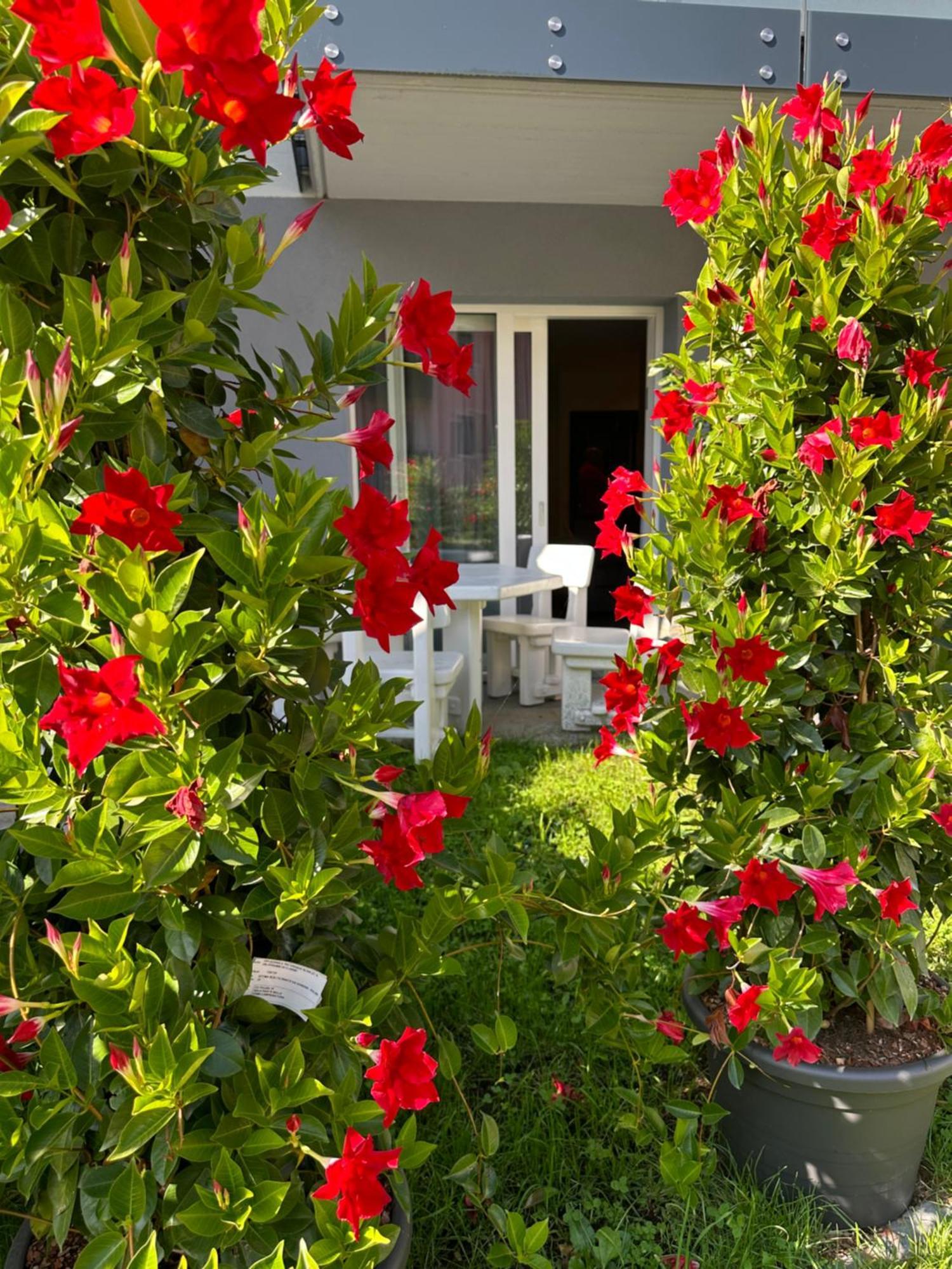 Rosensuite La Residenza Del Rosengarten 핀졸로 외부 사진